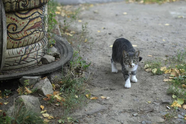 Vahşi Sevimli Tüylü Kedi Portresi — Stok fotoğraf