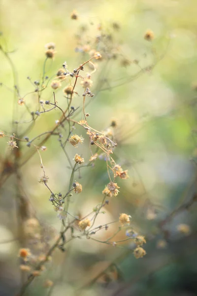 Fall leaves — Stock Photo, Image