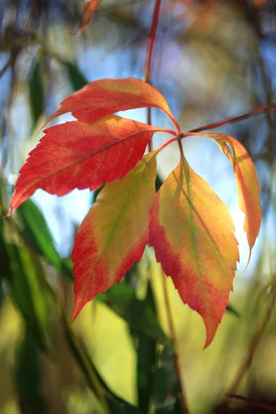 Hojas de otoño — Foto de Stock