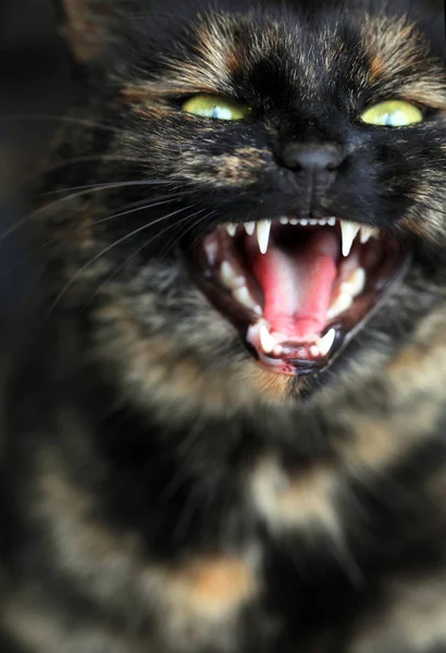 컬러 고양이 — 스톡 사진