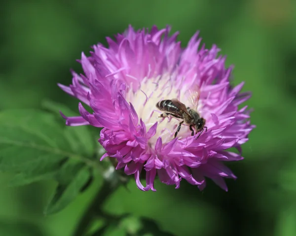 Bee op bloem — Stockfoto