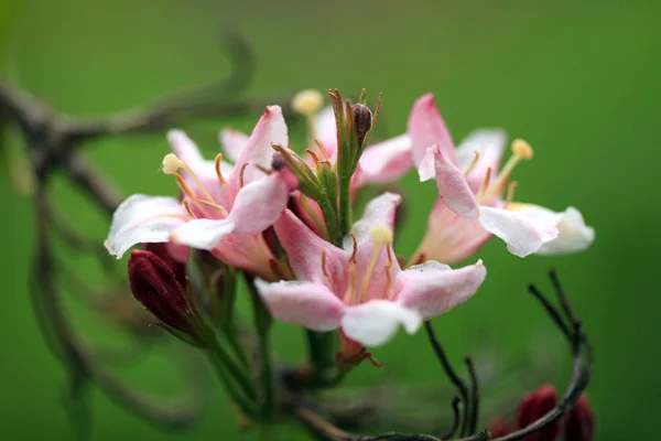 Flores rosadas —  Fotos de Stock