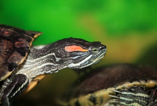 Rode oorschildpad — Stockfoto