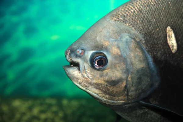 Aquariumvissen — Stockfoto