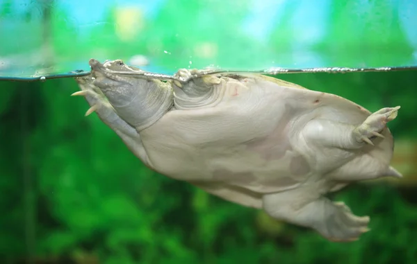 Schattige schildpad — Stockfoto