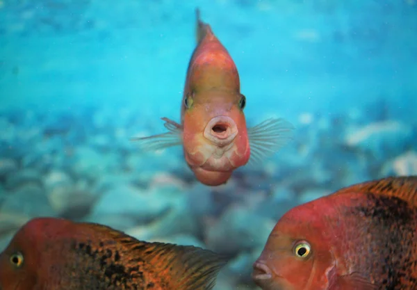 Aquarium fish — Stock Photo, Image