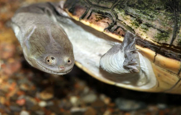 Schattige schildpad — Stockfoto