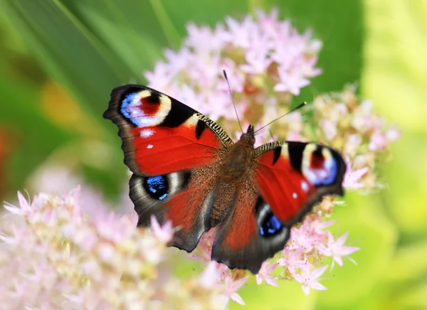 Cor borboleta — Fotografia de Stock