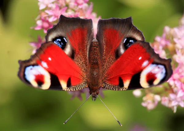 Cor borboleta — Fotografia de Stock