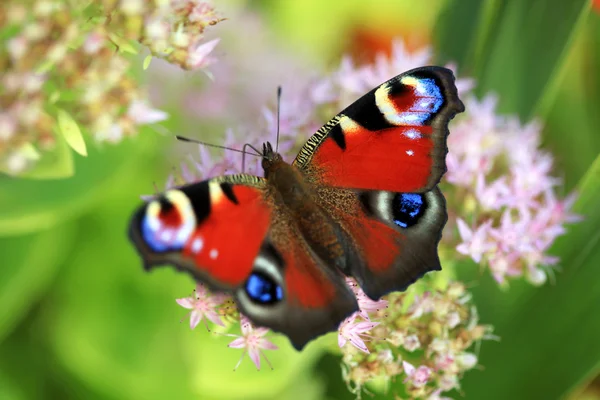 Cor borboleta — Fotografia de Stock