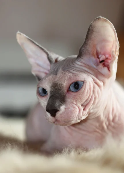 Sphinx cat — Stock Photo, Image