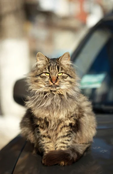 Cute cat on car
