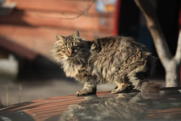 Niedliche Katze auf Auto — Stockfoto