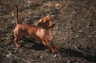 Dachshund