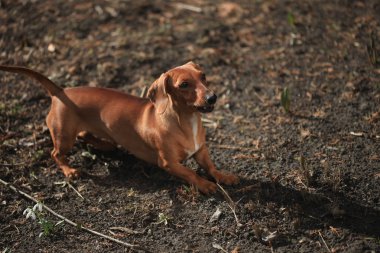 Dachshund