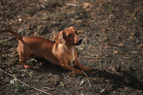 Dackel — Stockfoto