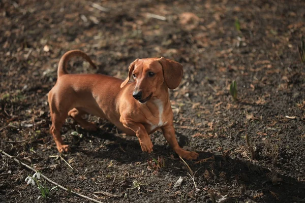 Dachshund — Stok fotoğraf