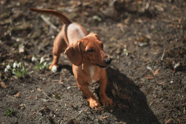 Dachshund. — Fotografia de Stock