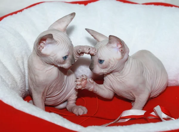 Two sphinx kittens — Stock Photo, Image