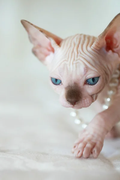 スフィンクスの子猫 — ストック写真