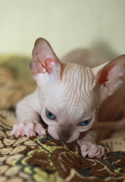 Cute sphinx kitten — Stock Photo, Image