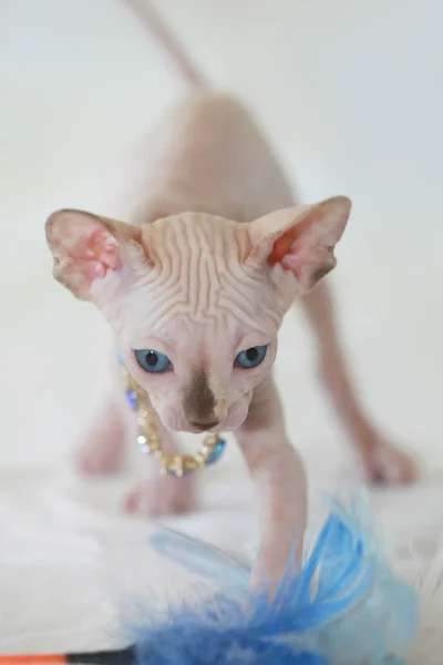 Милый котенок-сфинкс — стоковое фото