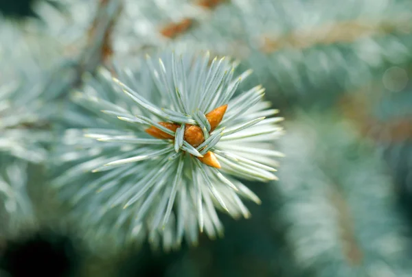 Blue Spruce — Stockfoto