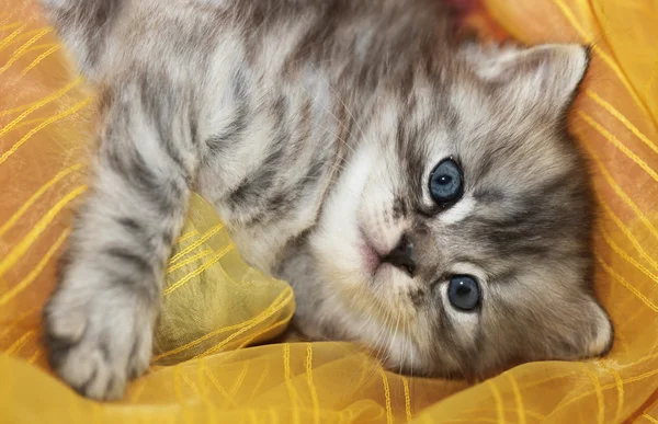 可爱毛茸茸的小猫咪 — 图库照片