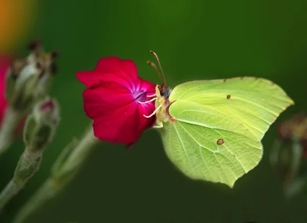 花の黄色の蝶σιντριβάνι της Ρώμης — ストック写真
