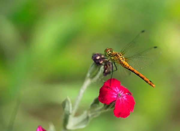 Libelle auf Blume — Stockfoto