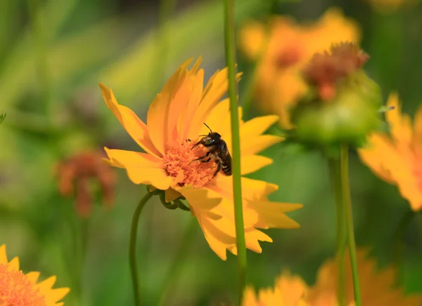 Biene auf Blume — Stockfoto