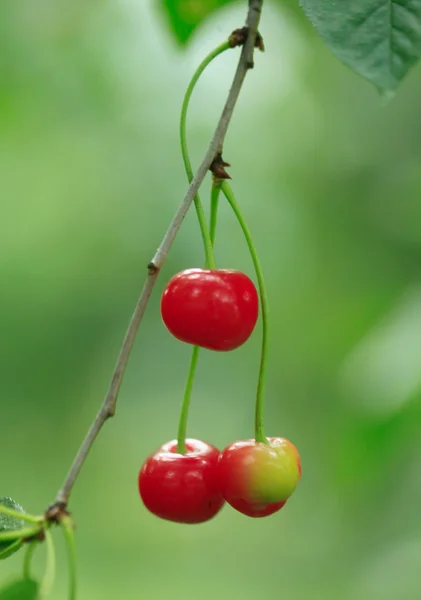 செர்ரி மூன்று — ஸ்டாக் புகைப்படம்