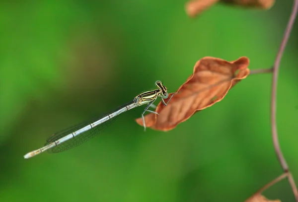 Libelle auf Blatt — Stockfoto