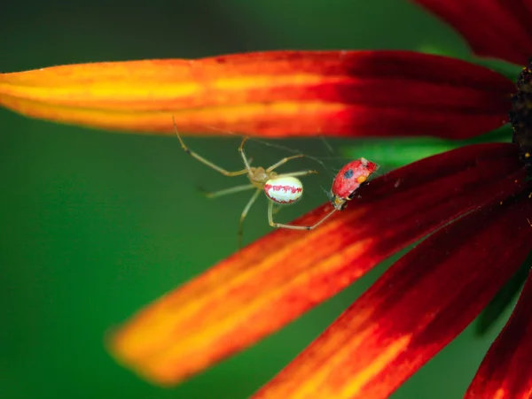 Spider and ladybug — Stock fotografie