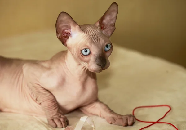 Cute sphinx kitten — Stock Photo, Image