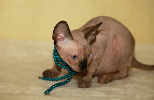 Cute sphinx kitten — Stock Photo, Image