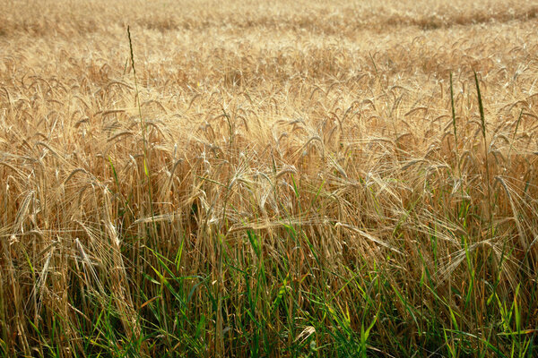 rye field