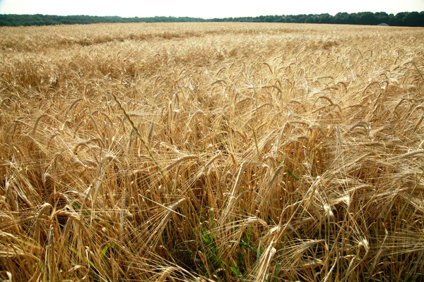 Rogge veld — Stockfoto