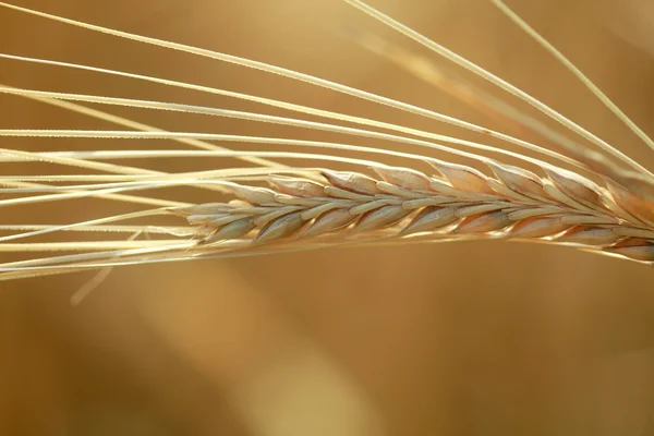 Campo de centeio — Fotografia de Stock