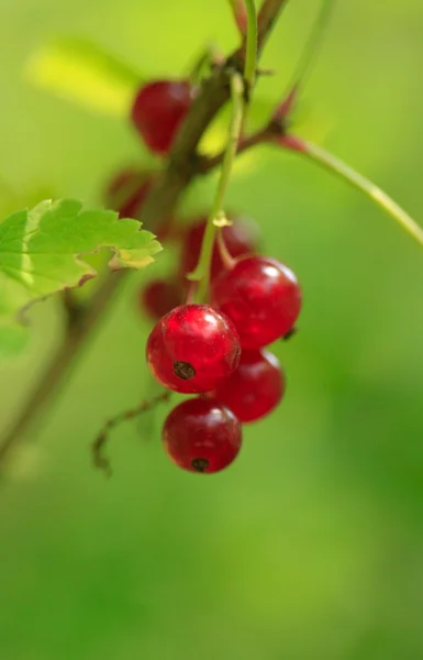 Röd nuvarande — Stockfoto