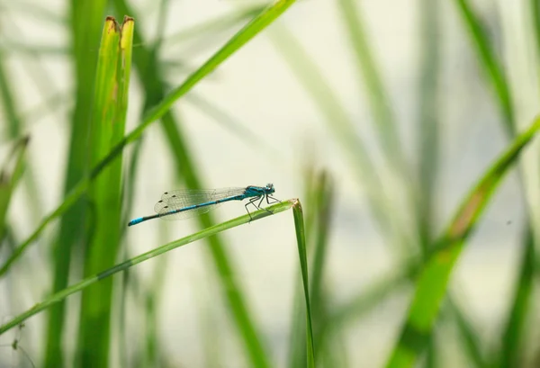 Dragonfly — Stock Photo, Image