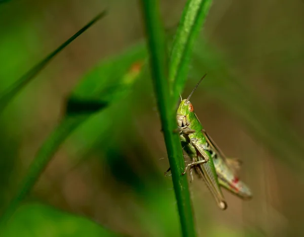 Söta gräshoppa — Stockfoto