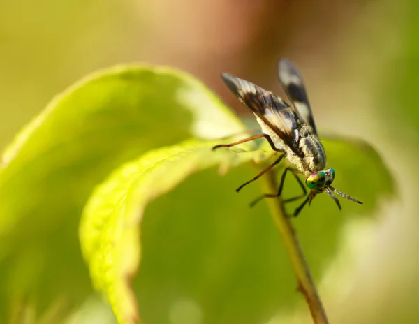 Aranyos fly — Stock Fotó