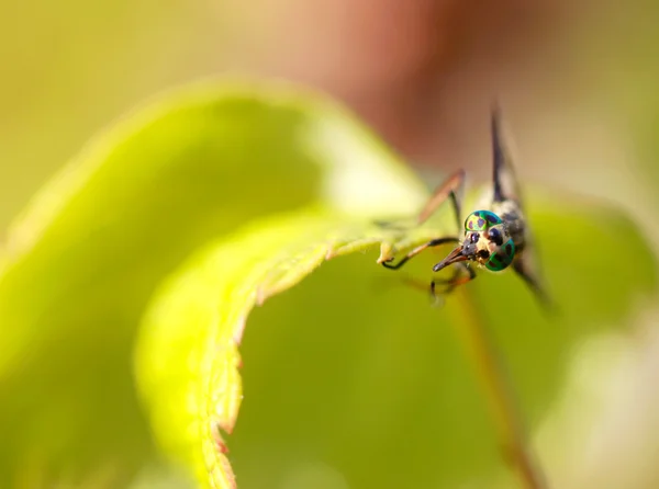 Niedliche Fliege — Stockfoto