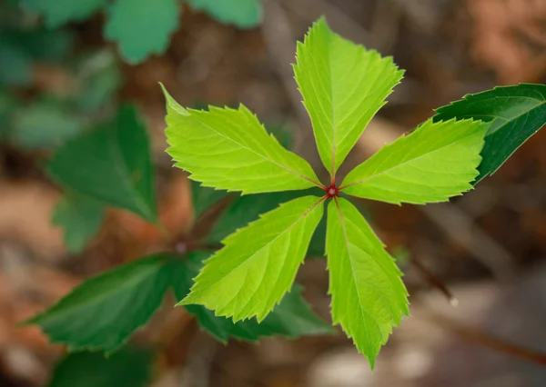 Planta verde — Fotografia de Stock