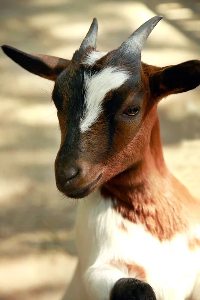 Şirin keçi — Stok fotoğraf