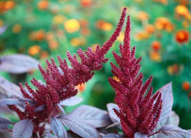 kırmızı çiçekler