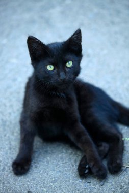 Sevimli siyah kedi portresi