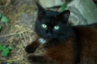 Sevimli siyah kedi portresi