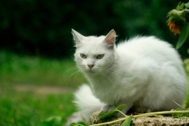 Sevimli beyaz kedi portresi